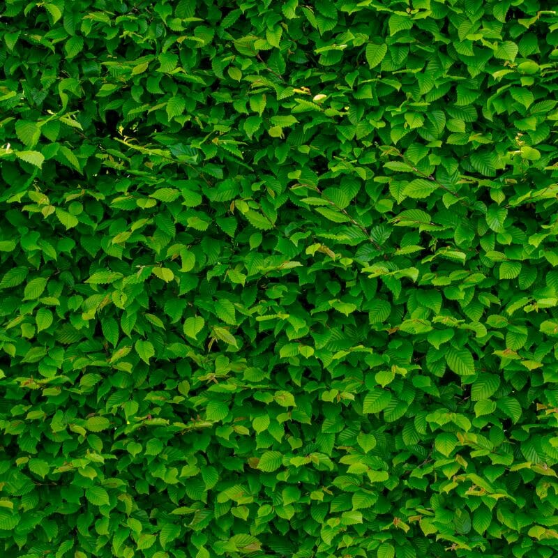 Green trimmed hedge