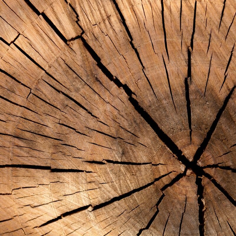 Tree with age rings and cracks
